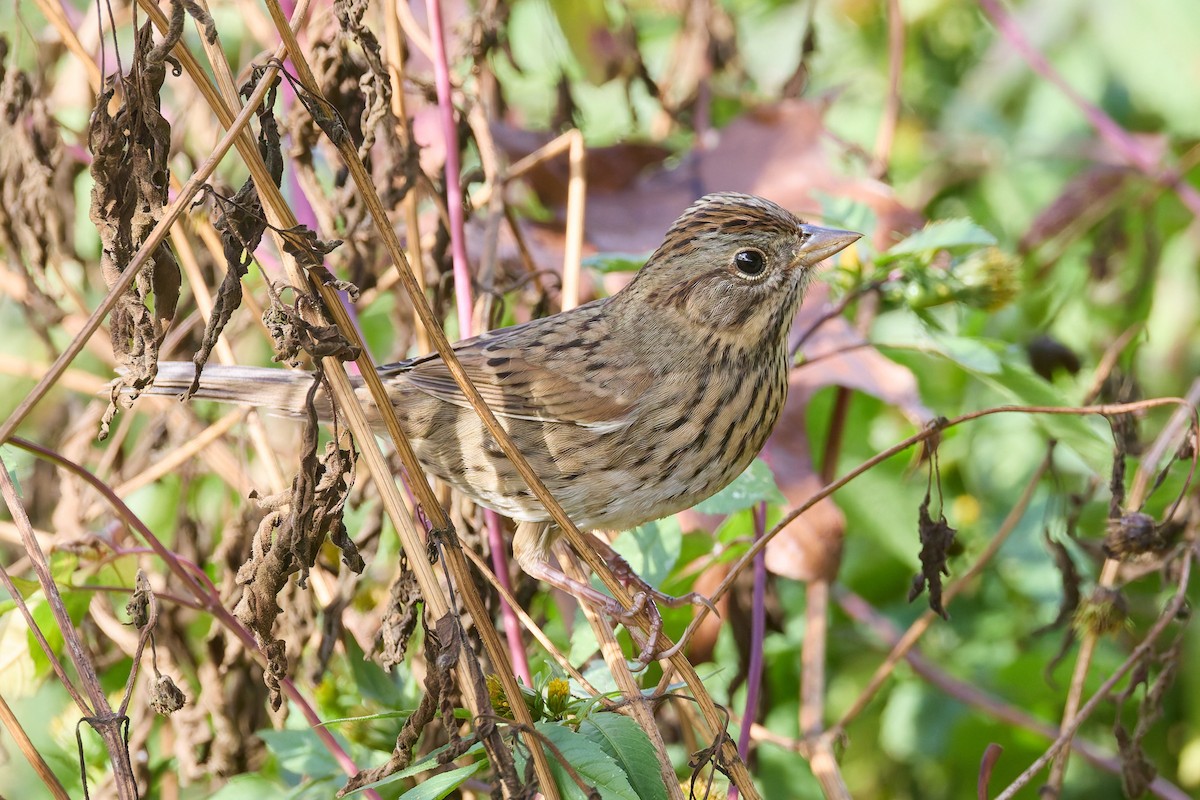 Lincoln's Sparrow - ML642592354