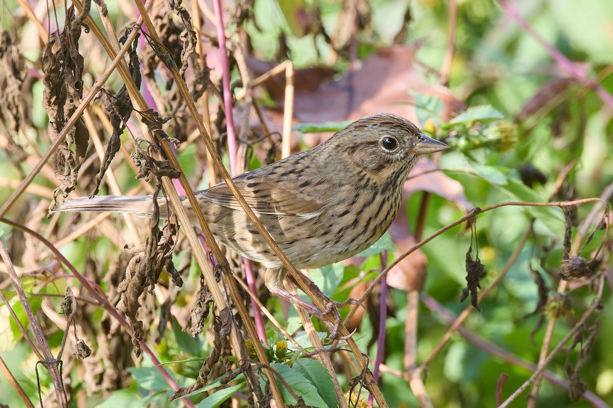 Lincoln's Sparrow - ML642592362