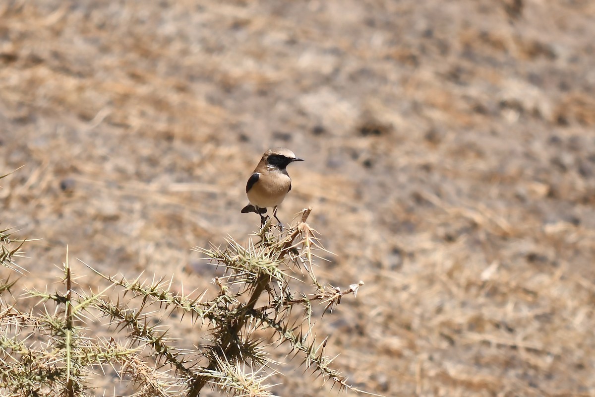 Western Black-eared Wheatear - ML642592363