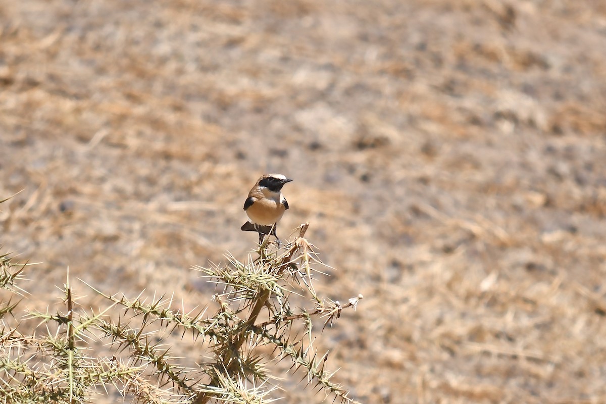 Western Black-eared Wheatear - ML642592364