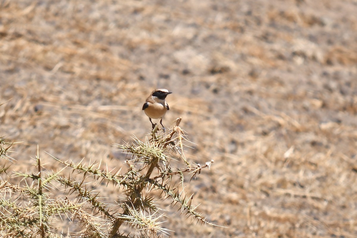 Western Black-eared Wheatear - ML642592365