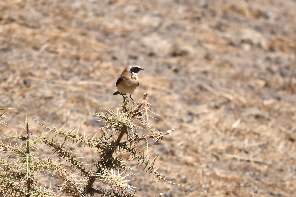 Western Black-eared Wheatear - ML642592366