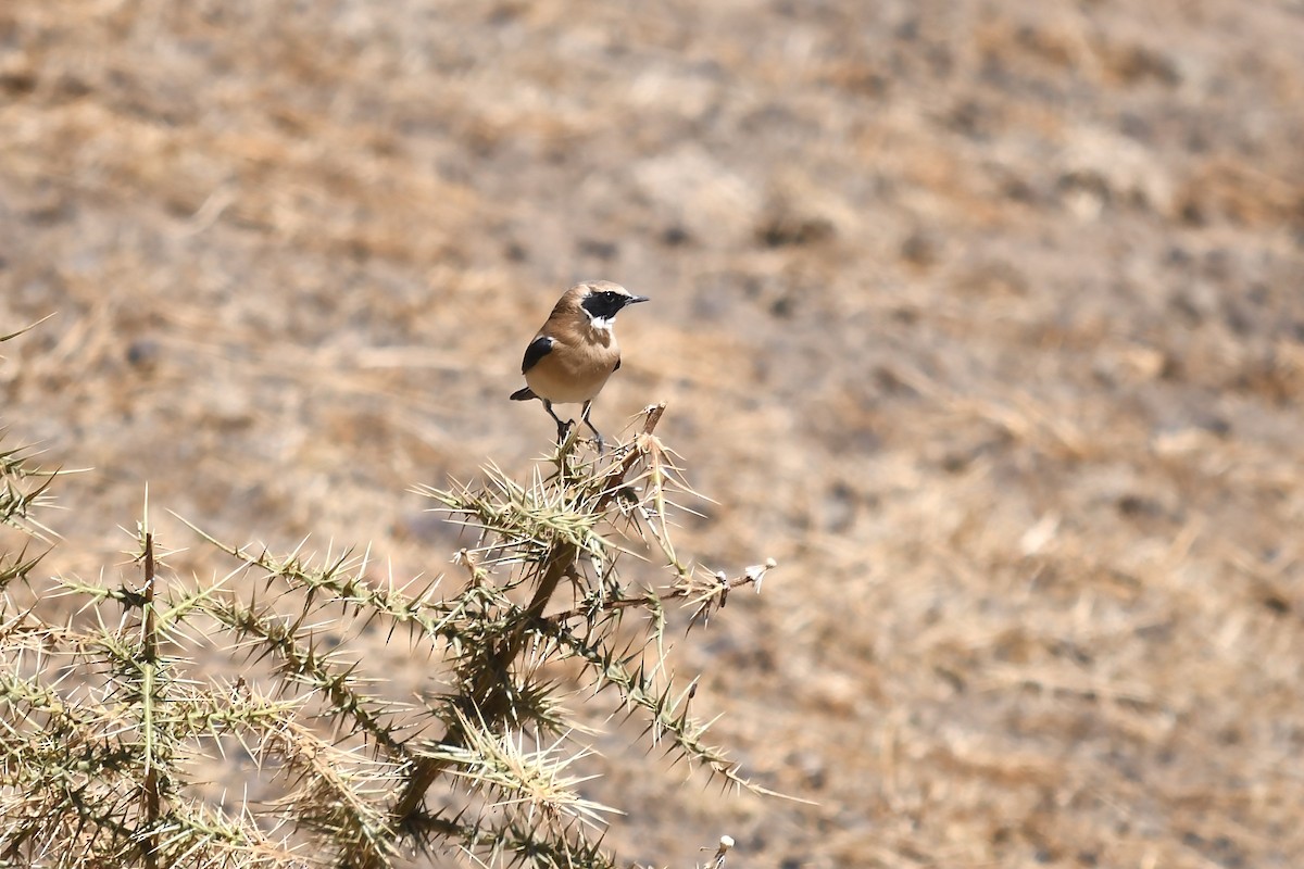 Western Black-eared Wheatear - ML642592368