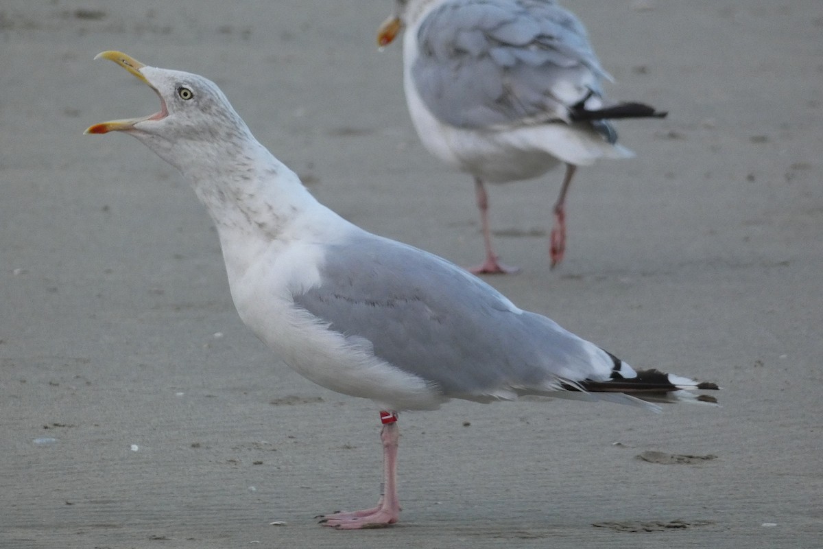 European Herring Gull - ML642592379