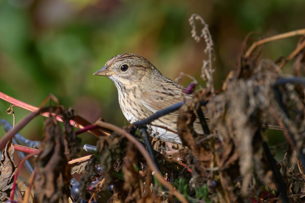 Lincoln's Sparrow - ML642592402