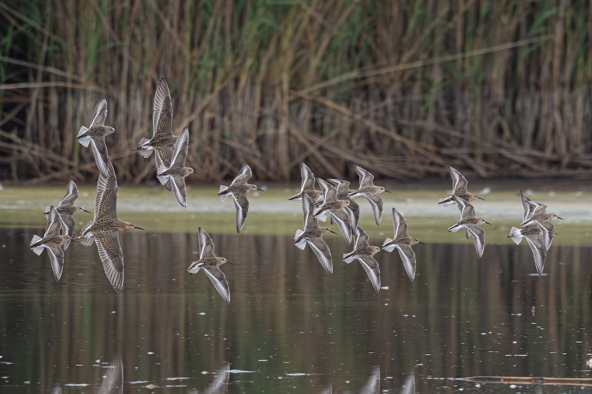 ハマシギ - ML642592412