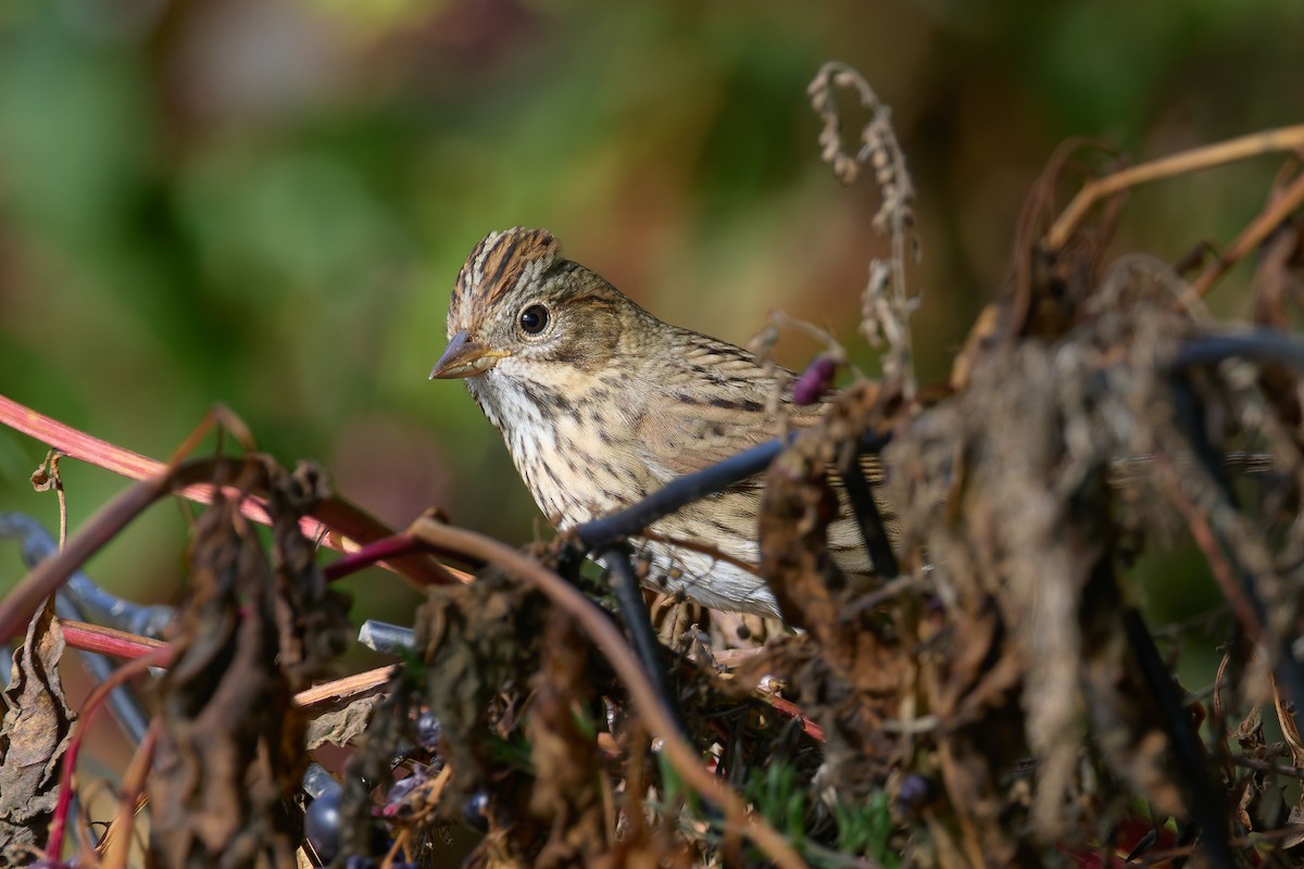 Lincoln's Sparrow - ML642592416