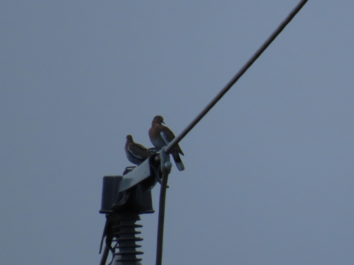 White-winged Dove - ML642592425