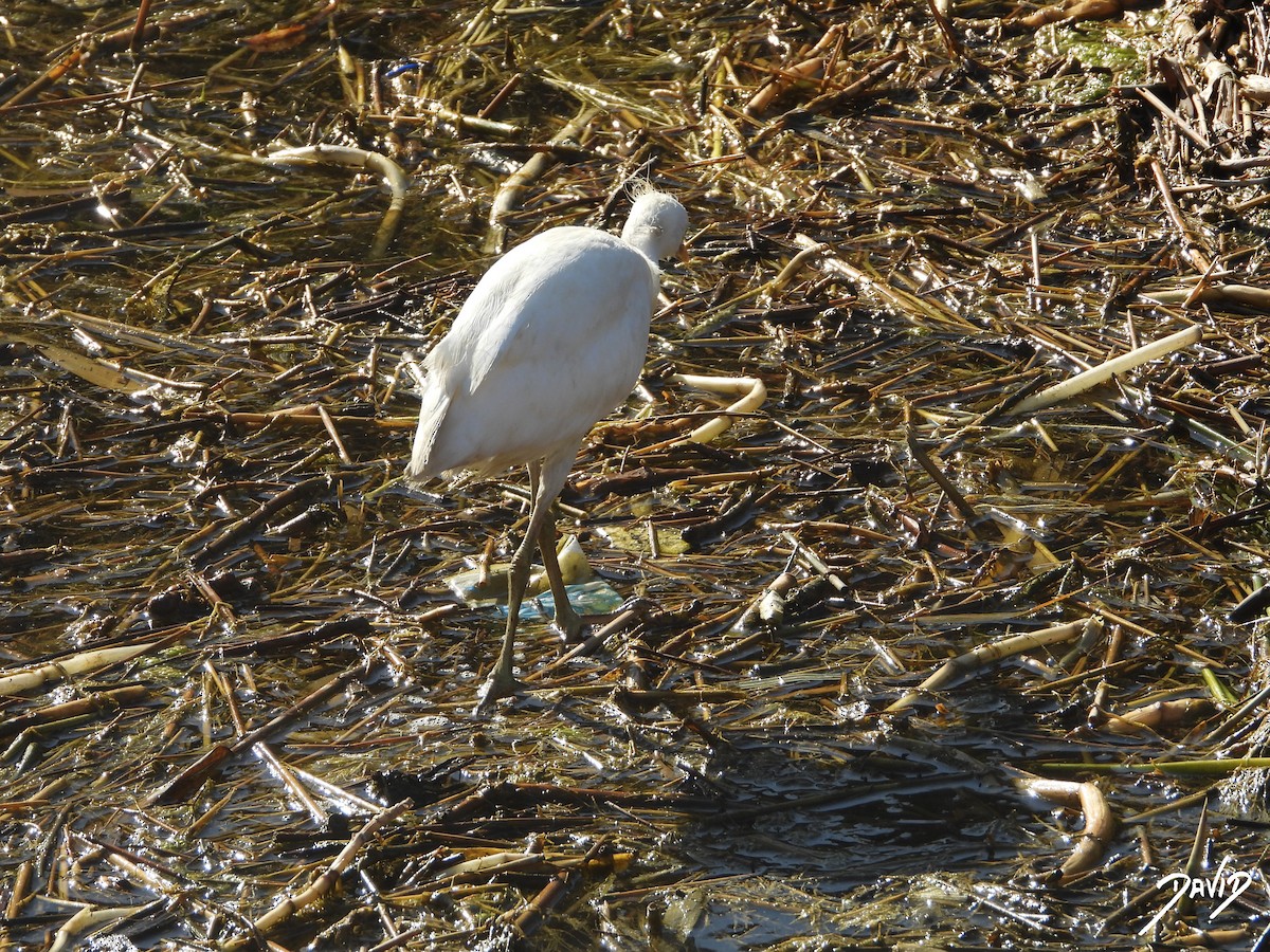 Western Cattle-Egret - ML642592427
