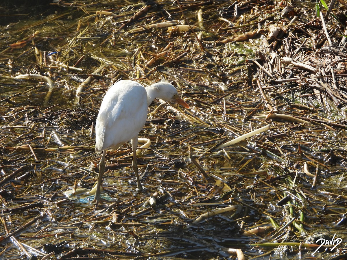 Western Cattle-Egret - ML642592428
