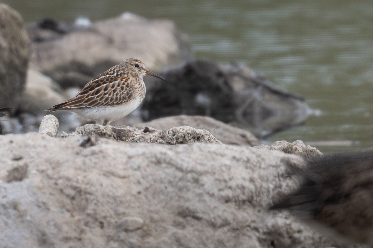 アメリカウズラシギ - ML642592432