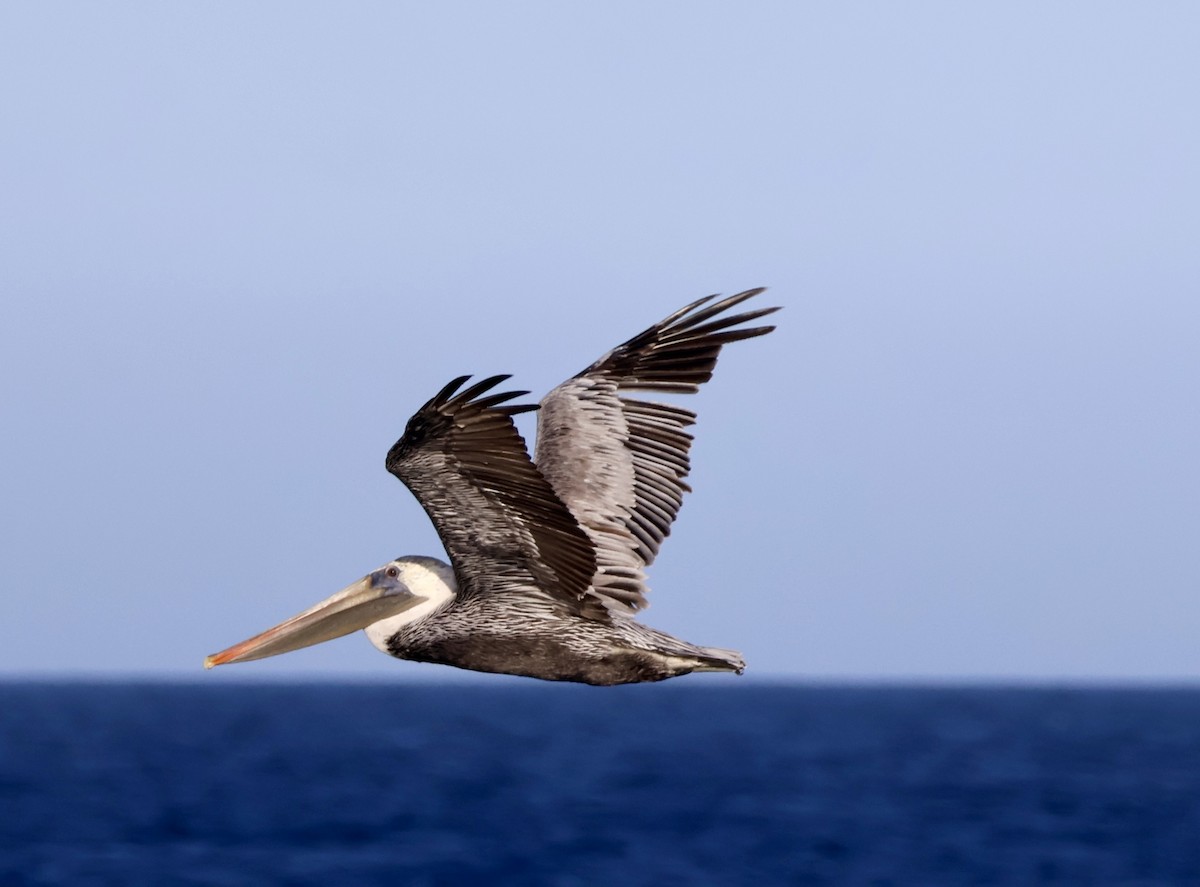 Brown Pelican - ML642592487