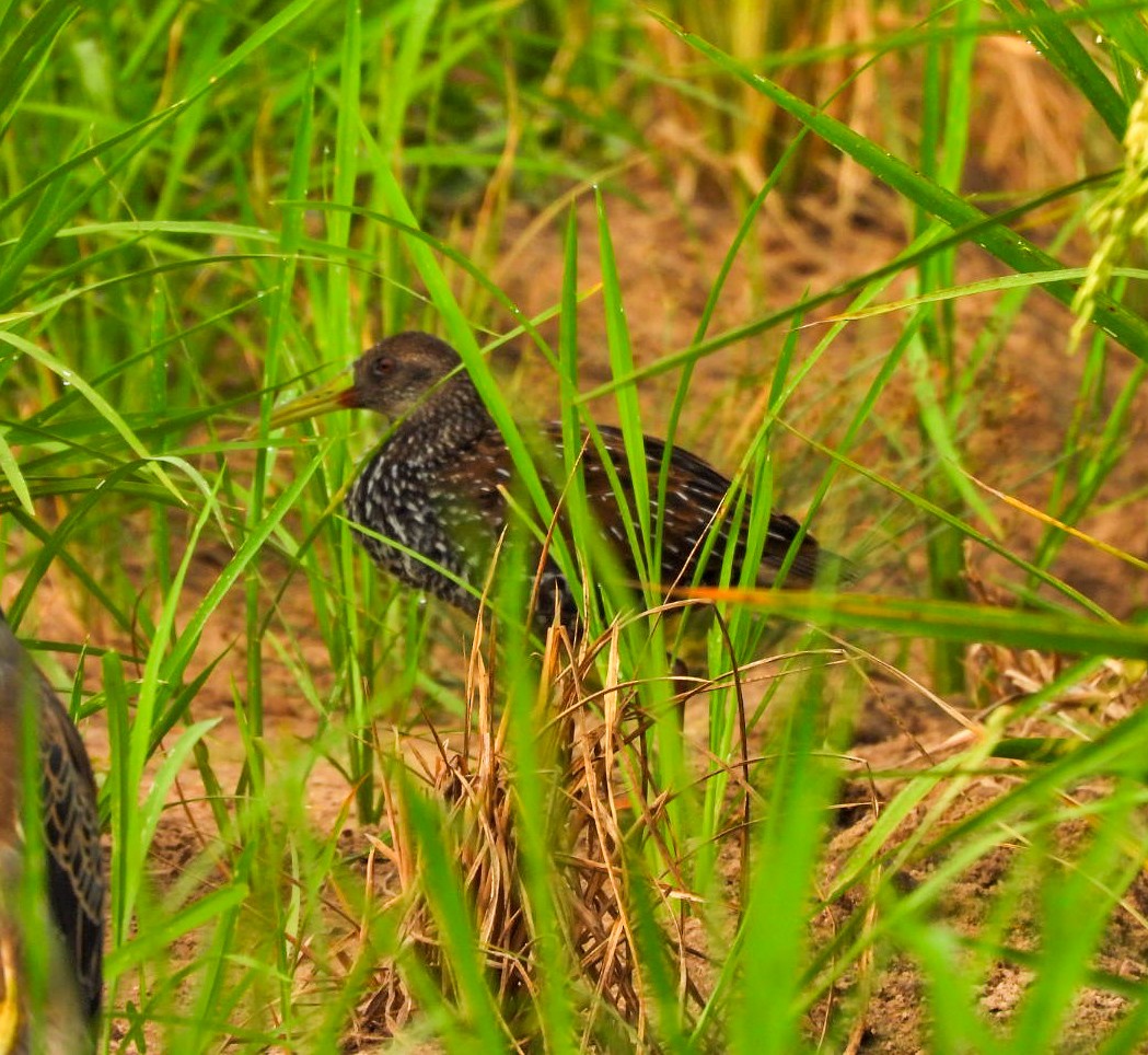 Spotted Rail - ML642592488