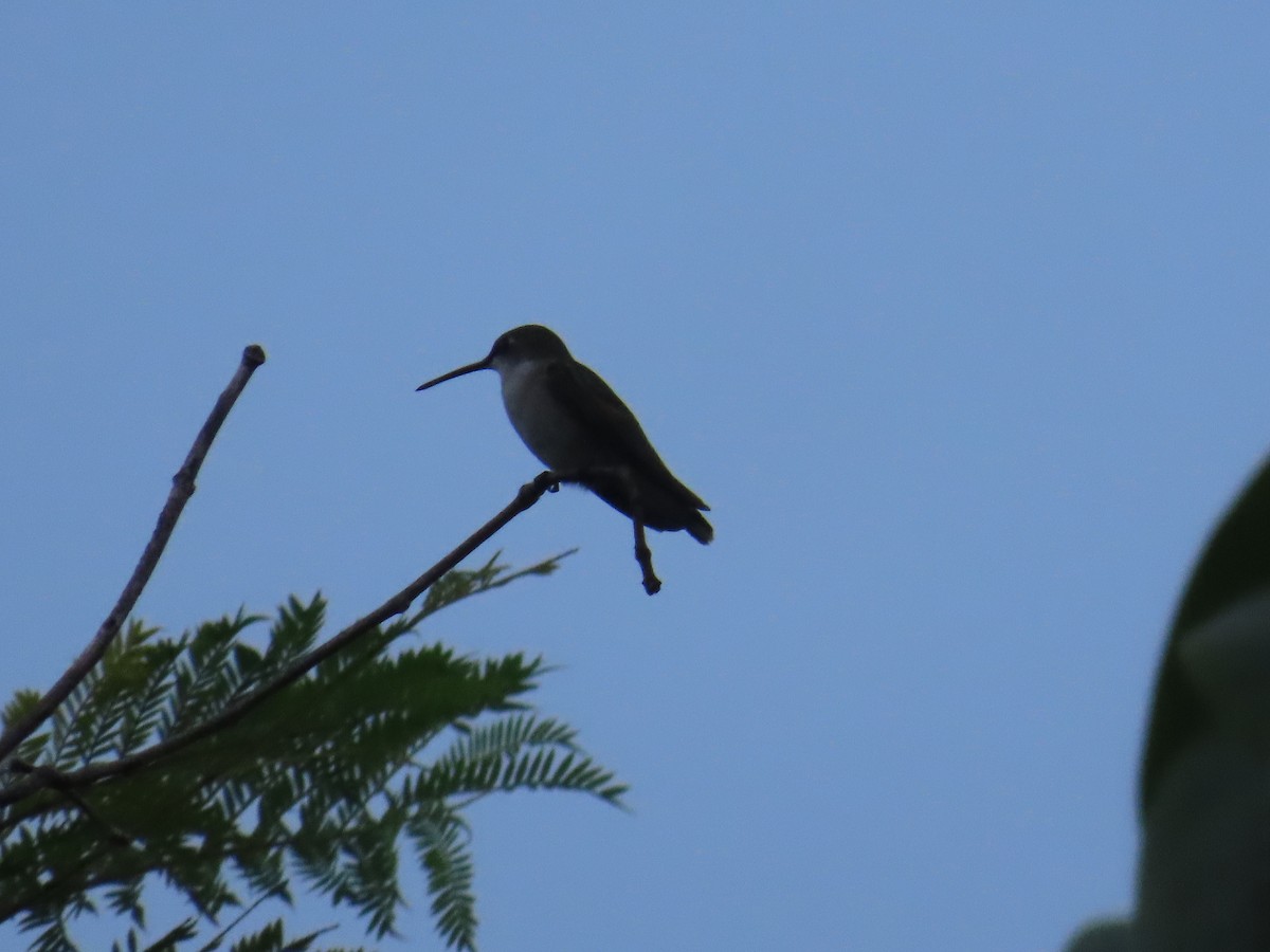 Ruby-throated Hummingbird - ML642592494