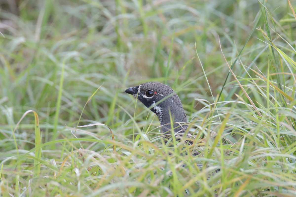 granjerpe - ML642592504