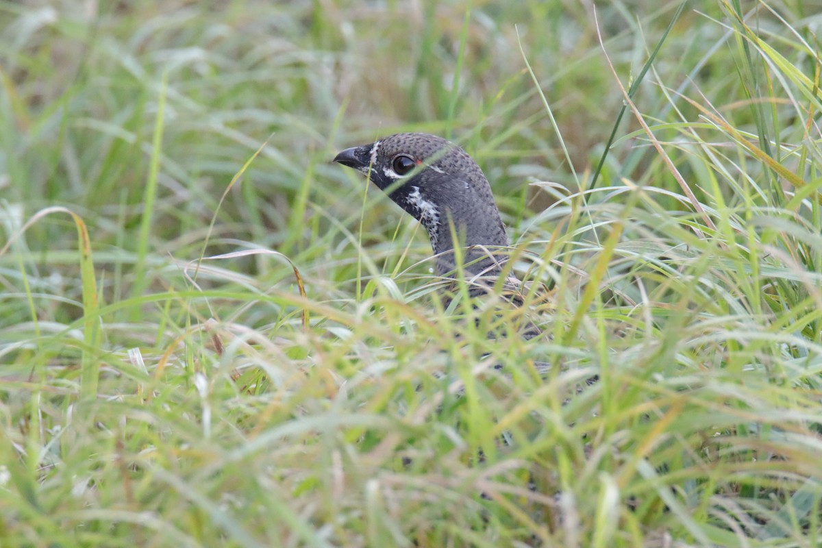 granjerpe - ML642592505