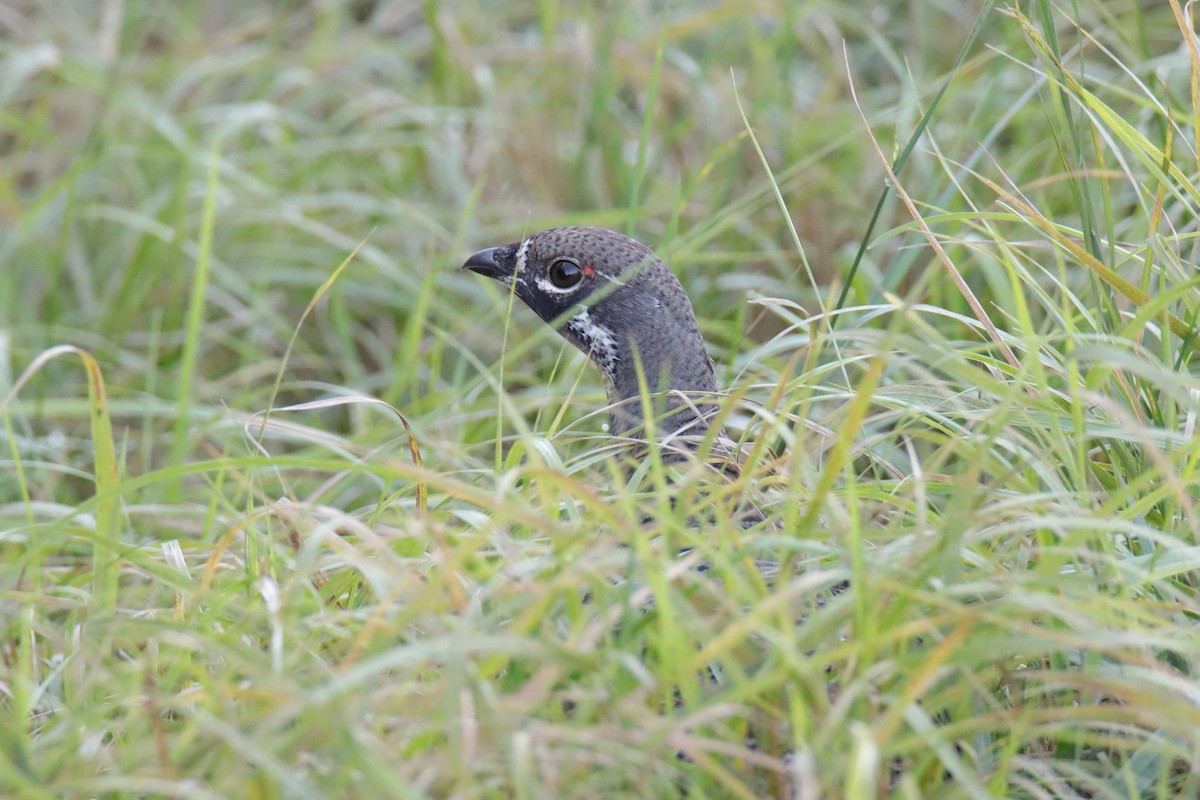 granjerpe - ML642592506