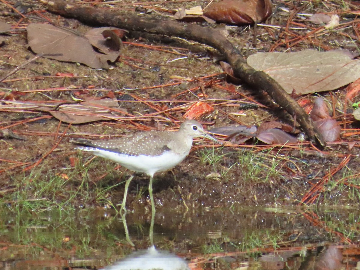 Solitary Sandpiper - ML642592517