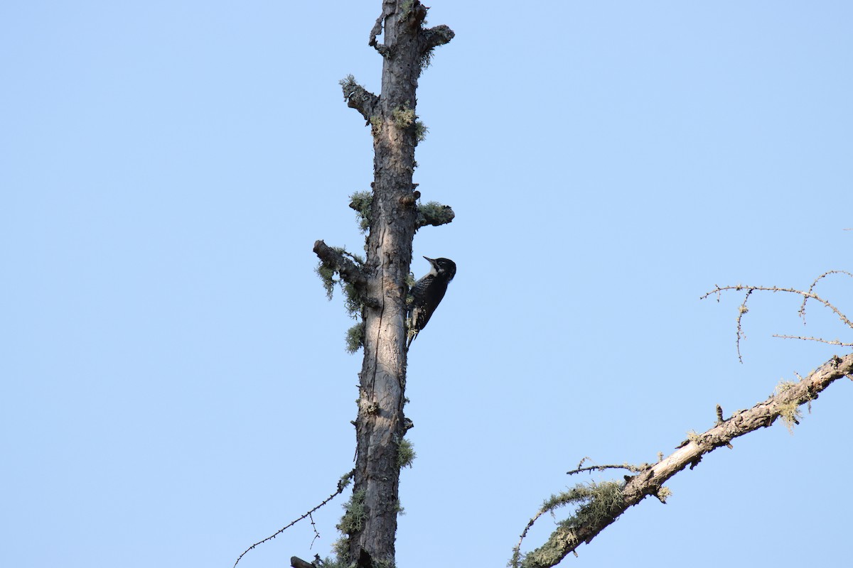 granspett - ML642592519