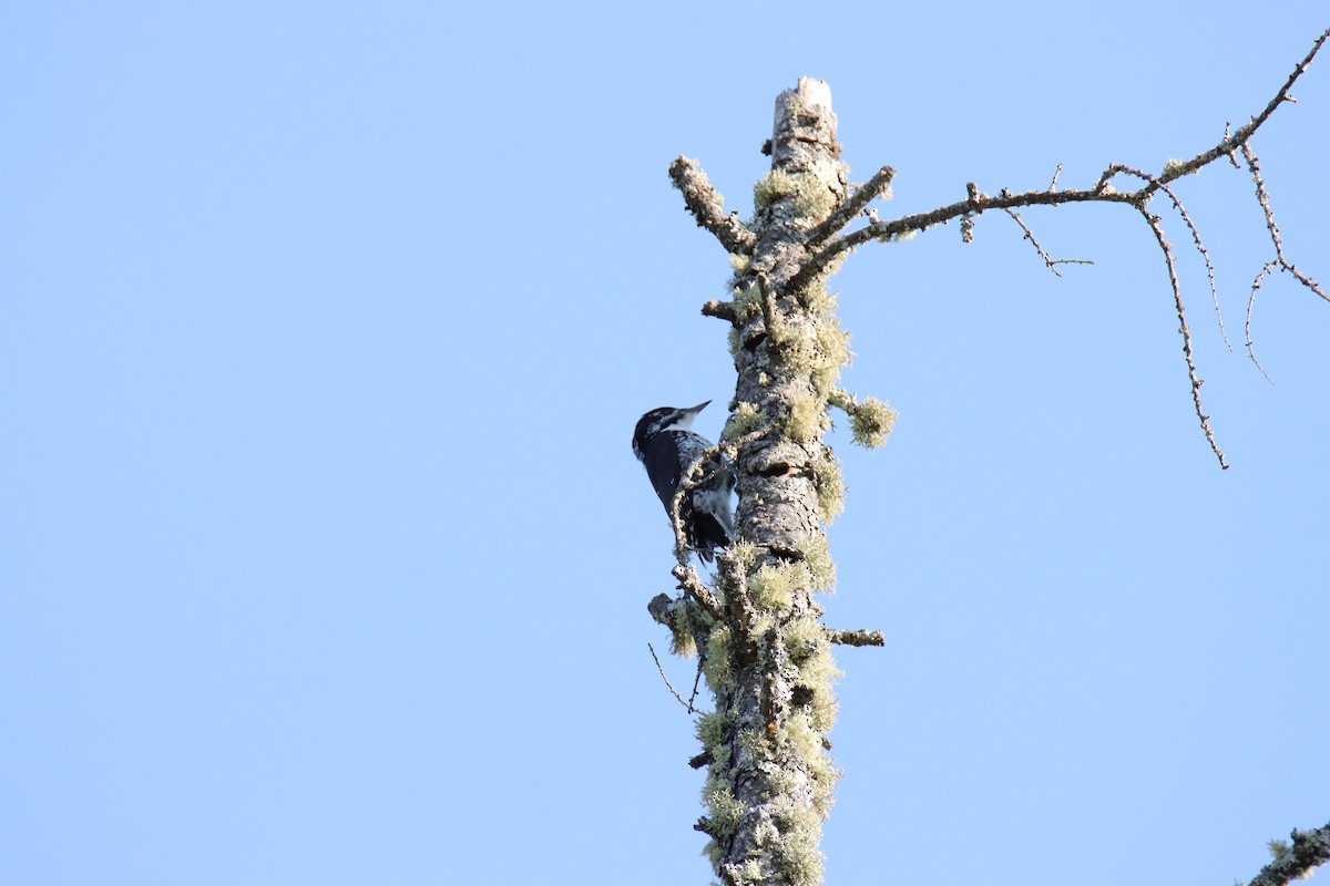 granspett - ML642592520