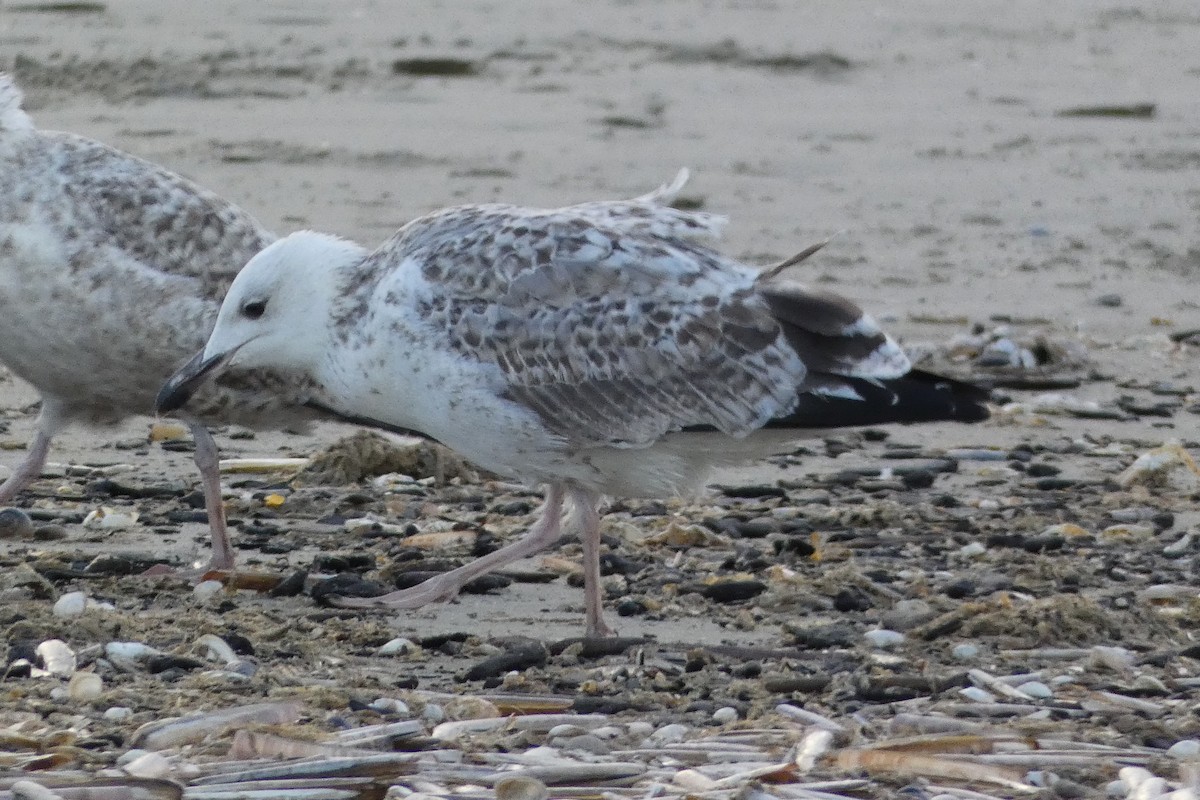 Caspian Gull - ML642592521