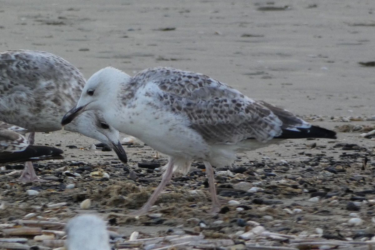 Caspian Gull - ML642592523