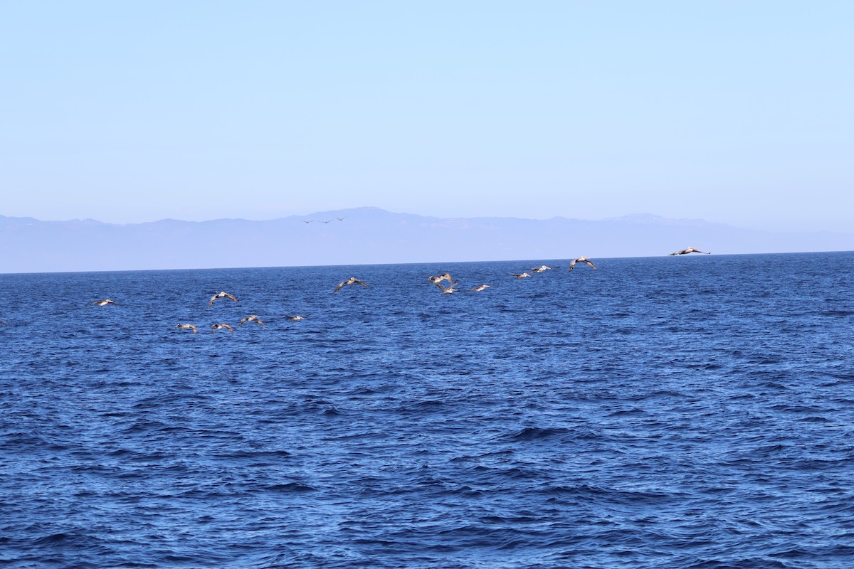 Brown Pelican - ML642592524