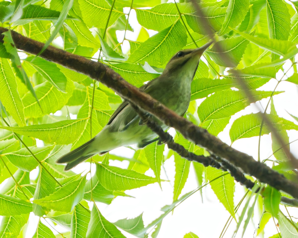 Black-whiskered Vireo - ML642592528