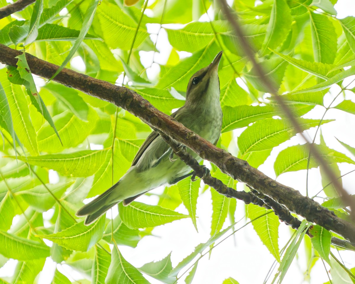 Black-whiskered Vireo - ML642592529