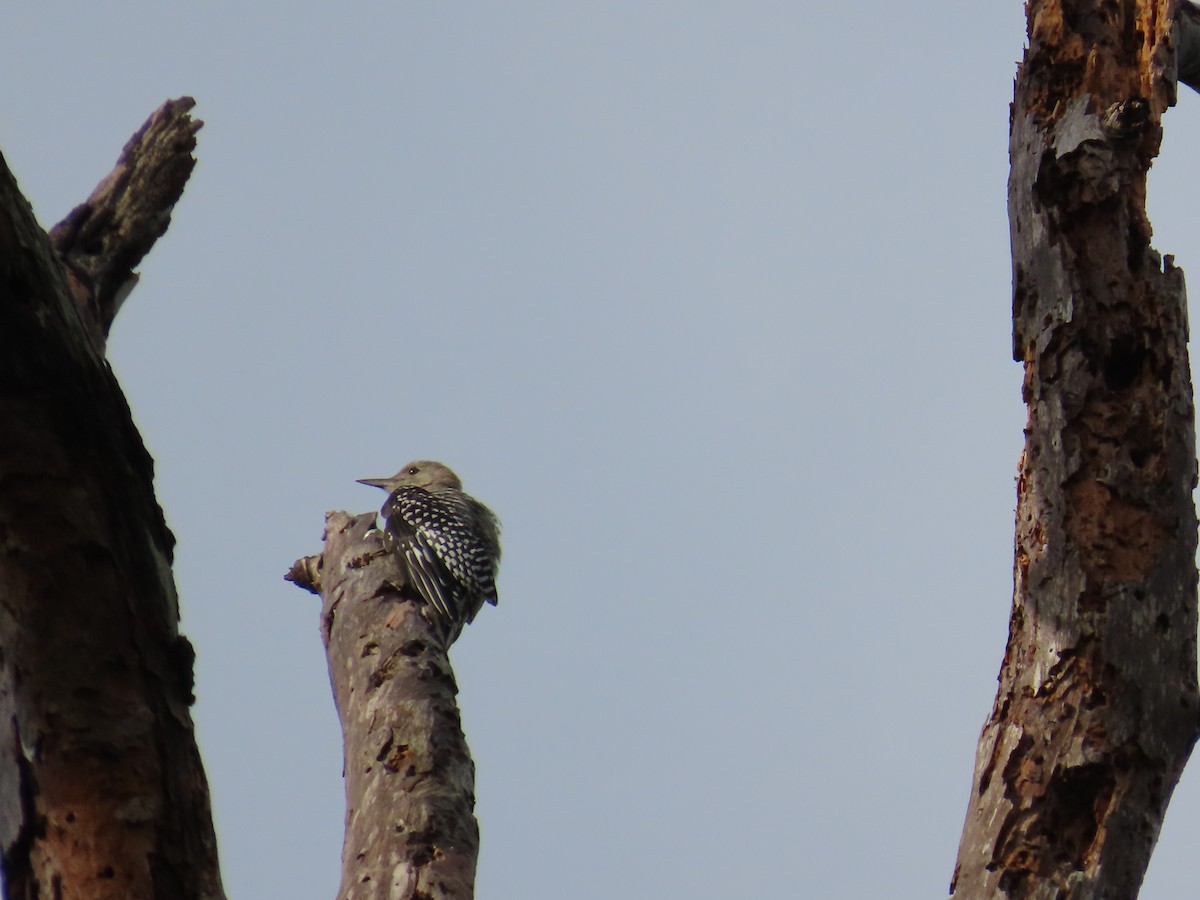 Red-bellied Woodpecker - ML642592559