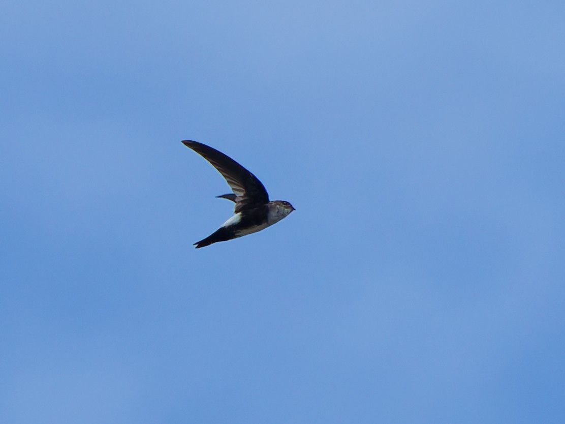 Antillean Palm Swift - ML642592560