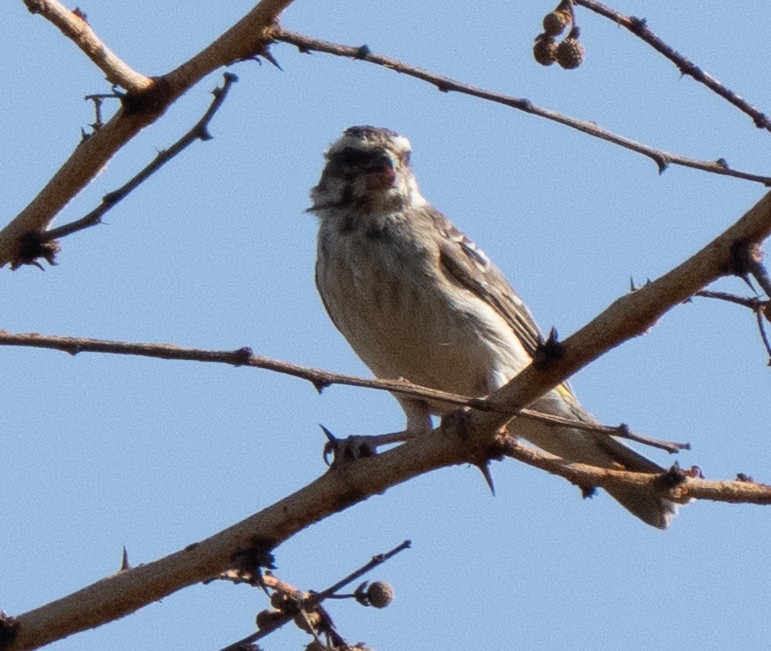 Reichenow's Seedeater - ML642592561