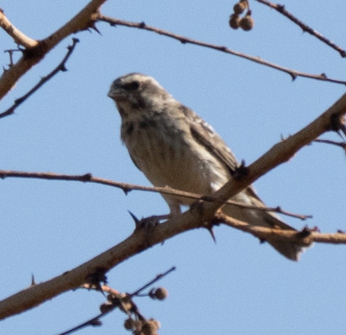 Reichenow's Seedeater - ML642592565
