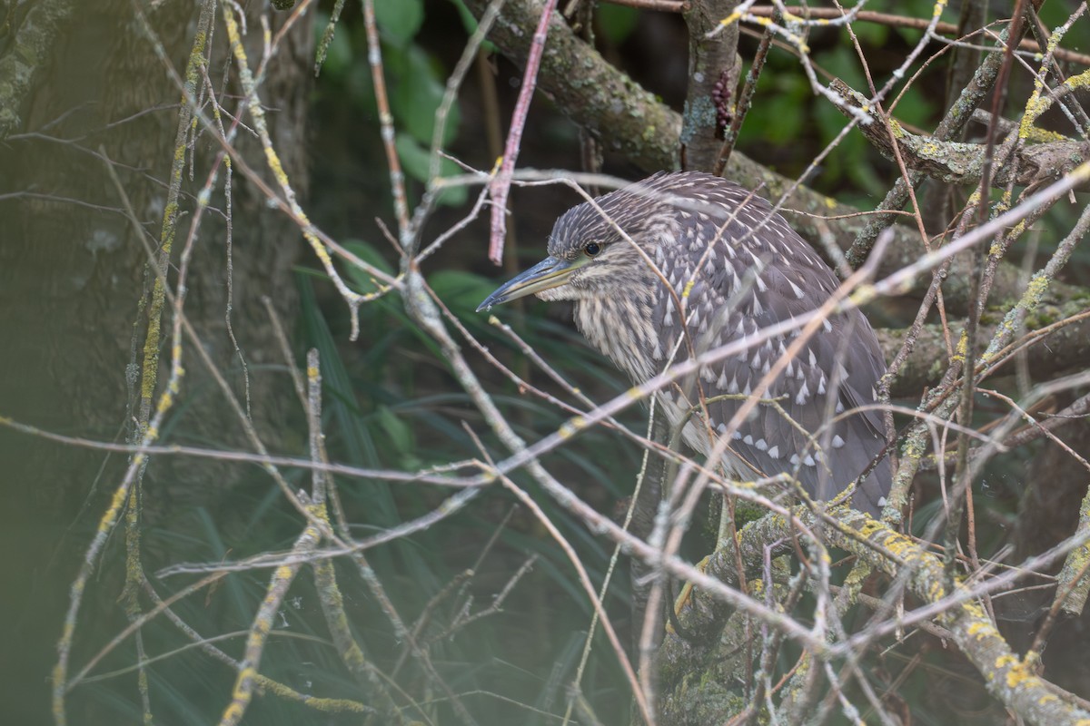 ゴイサギ - ML642592578