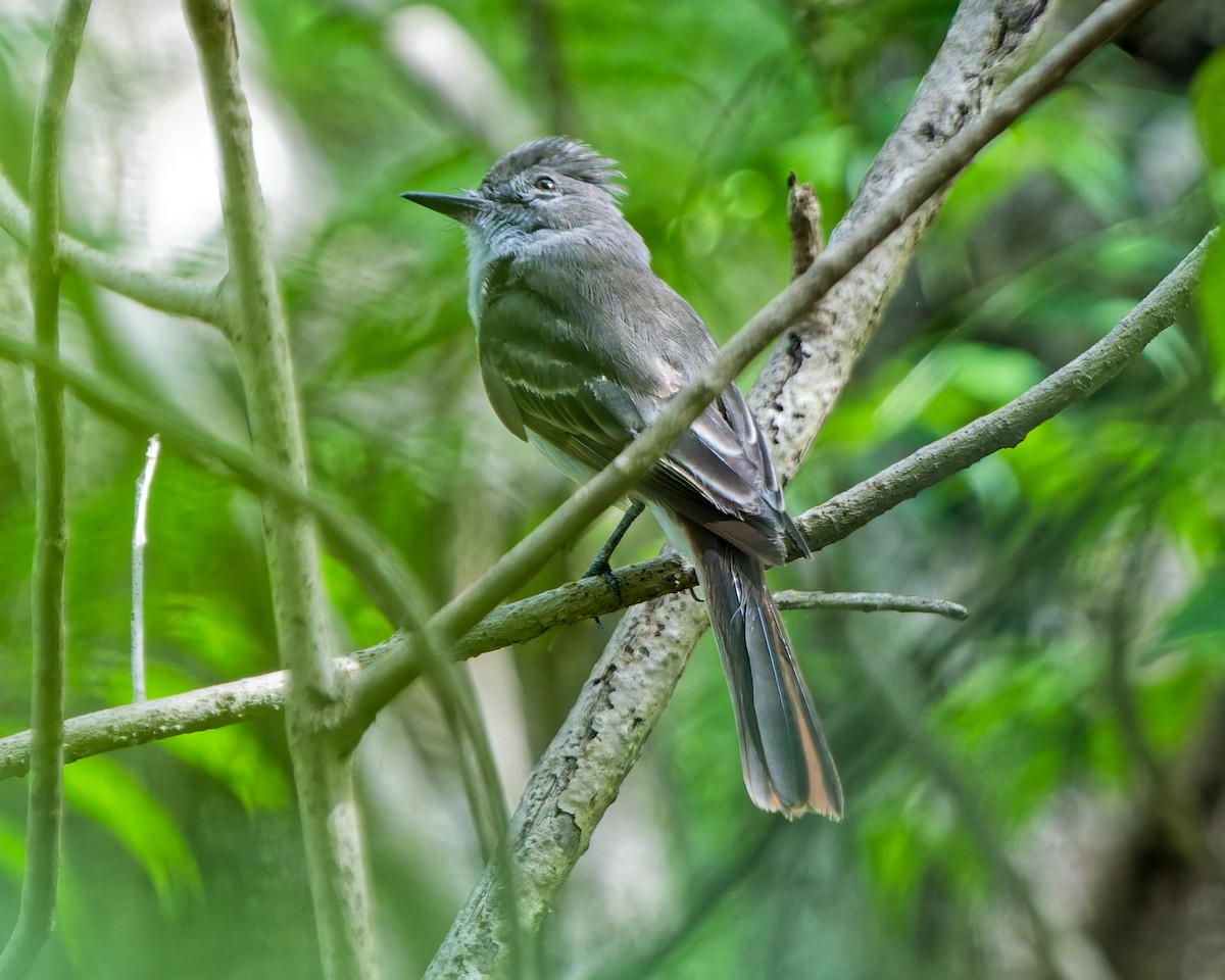 Hispanyola Sinekkapanı - ML642592588