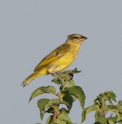 Golden-backed Weaver - ML642592589