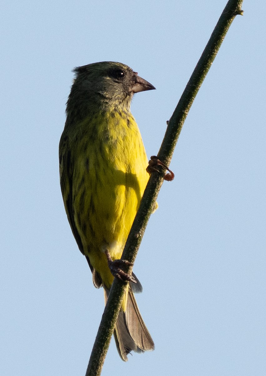 Southern Citril - ML642592596