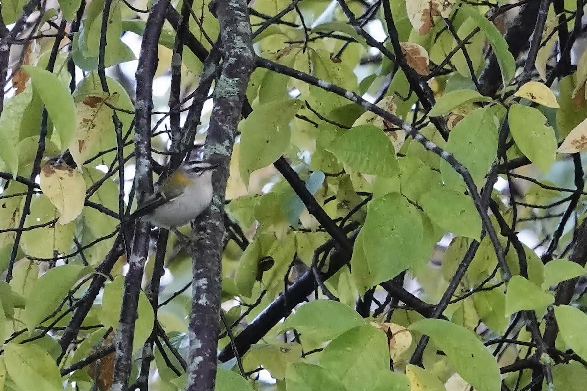 Common Firecrest - ML642592609
