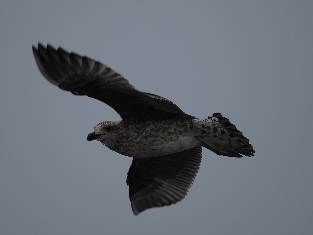 Great Skua - ML642592628