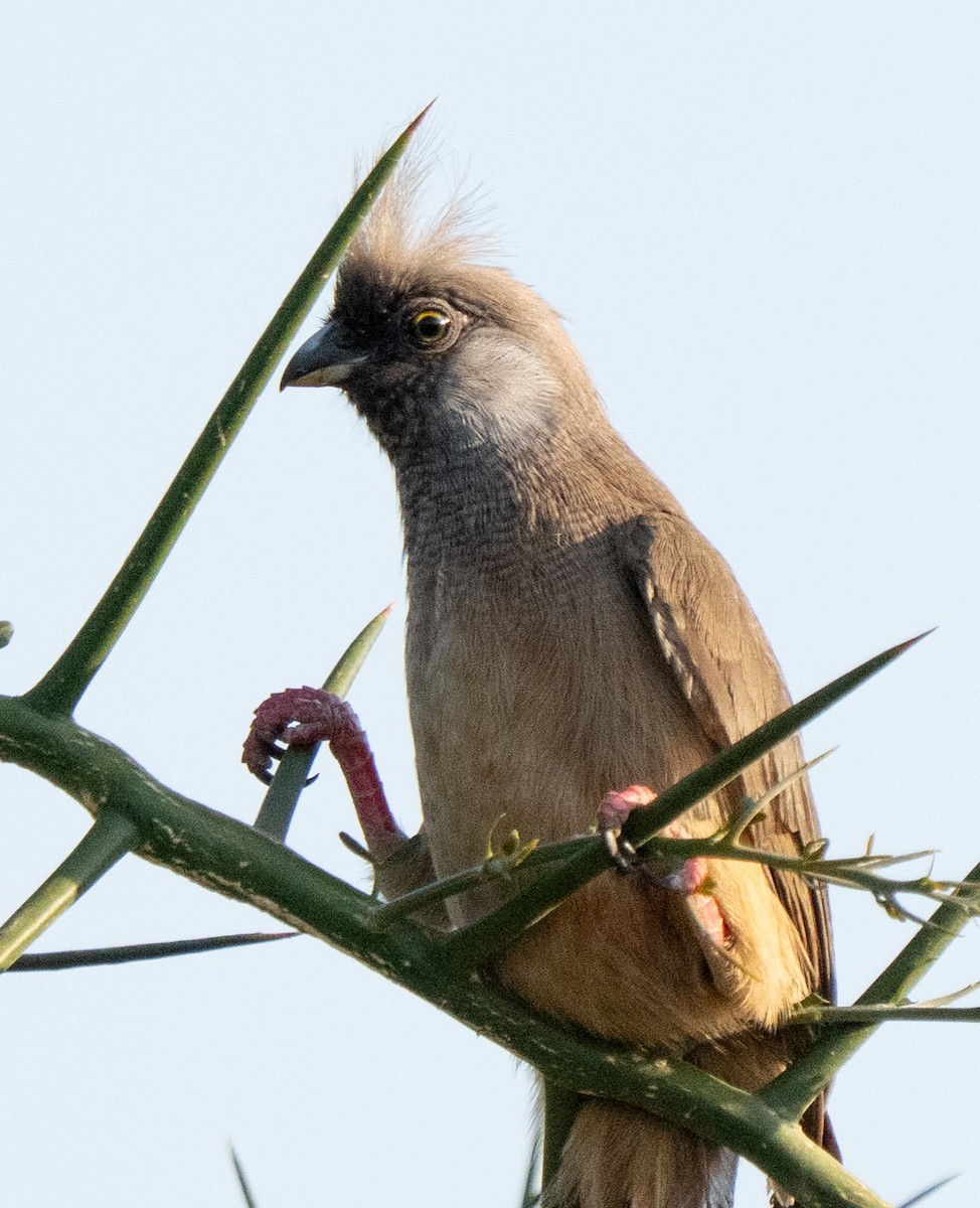 Speckled Mousebird - ML642592644