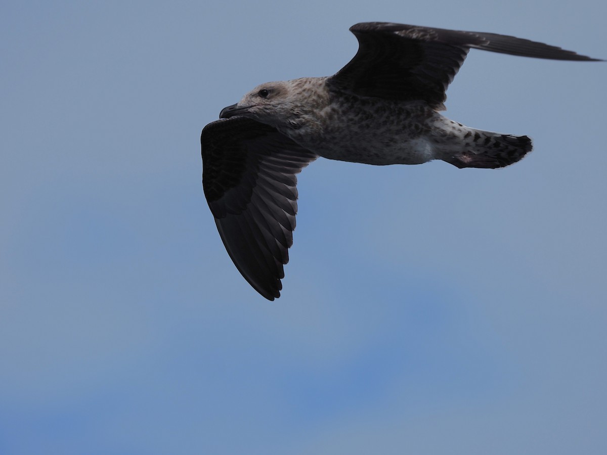 Great Skua - ML642592651