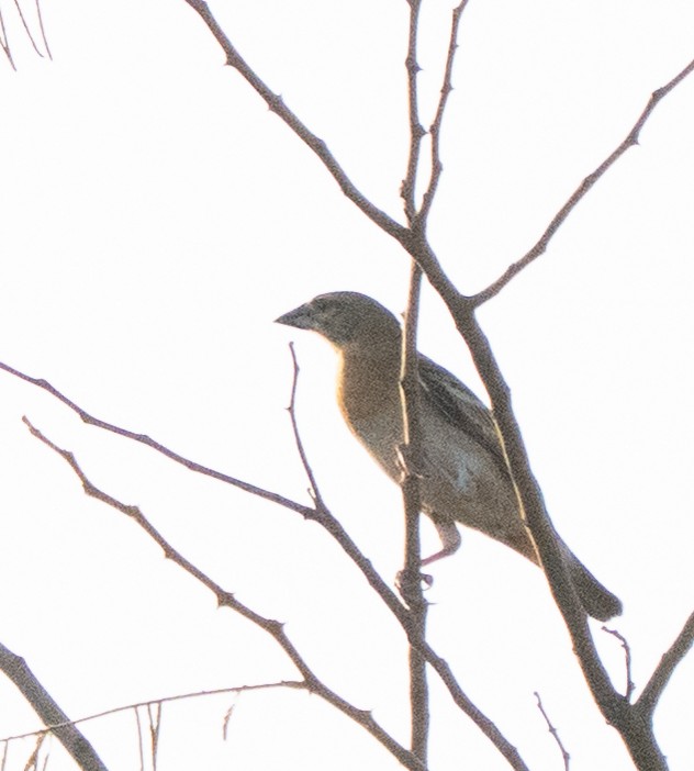 Chestnut Weaver - ML642592666