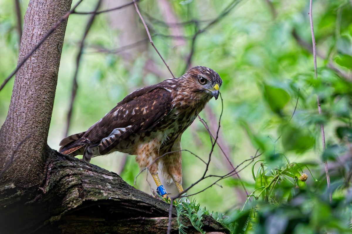 Ridgway's Hawk - ML642592693