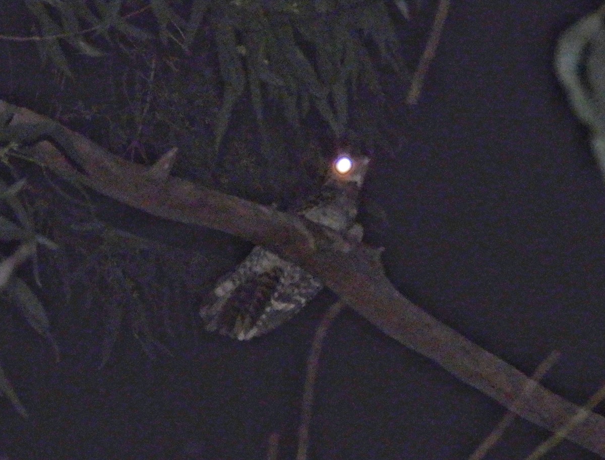 nightjar sp. - ML642592696