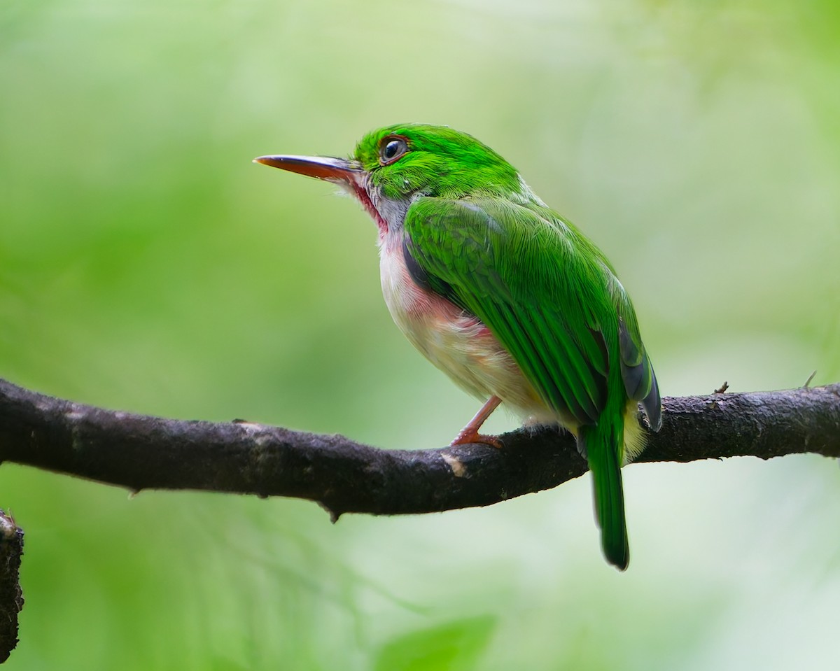 Ширококлювый тоди - ML642592701