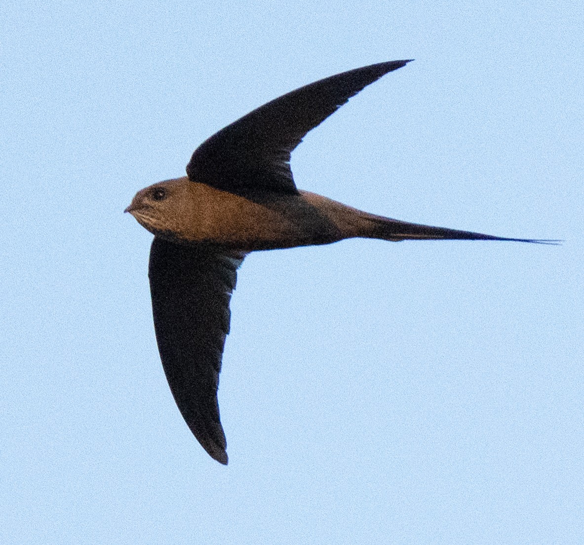 African Palm Swift - ML642592718