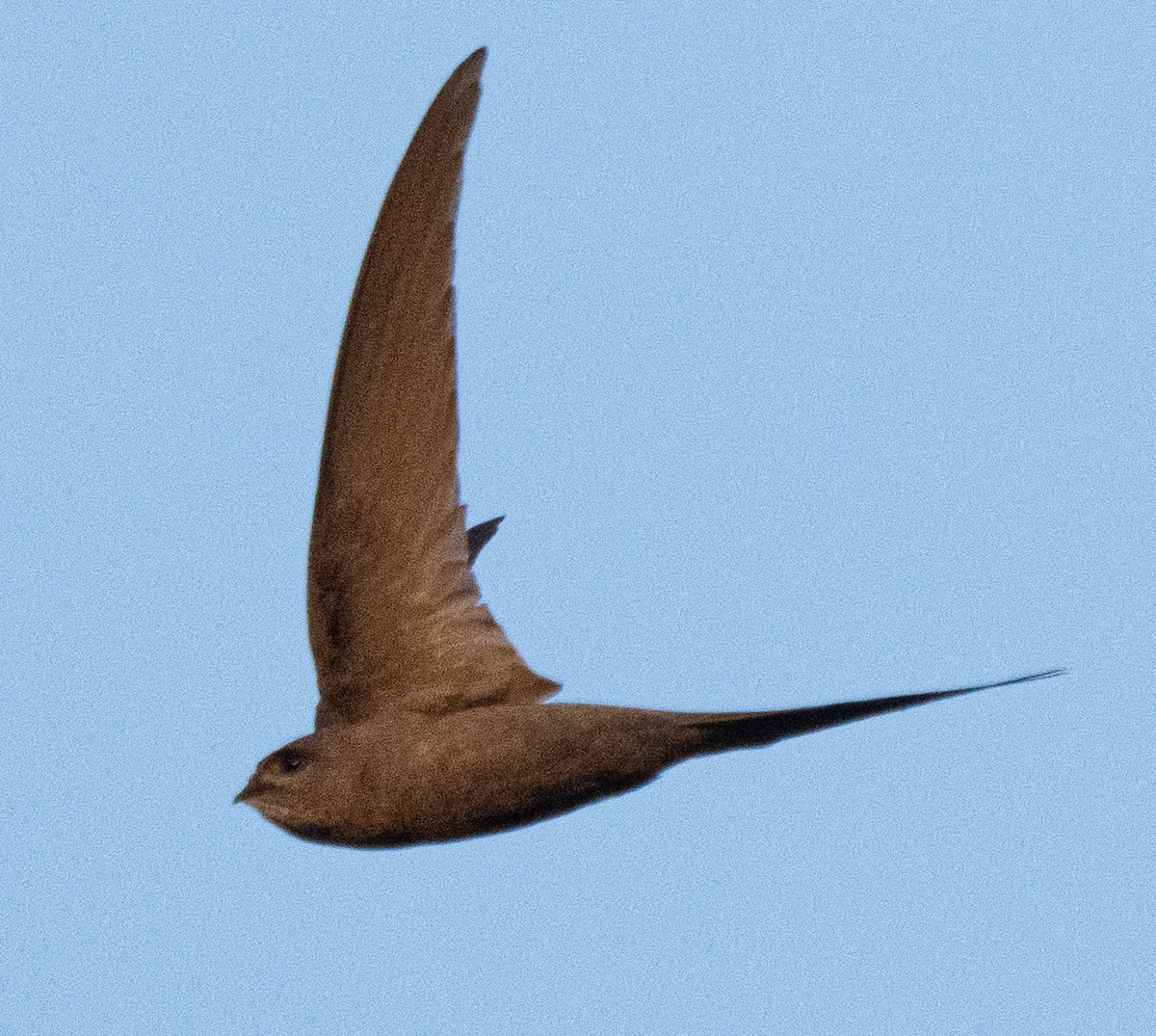African Palm Swift - ML642592722