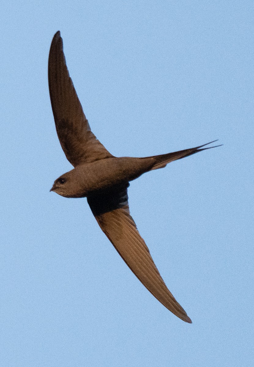 African Palm Swift - ML642592723