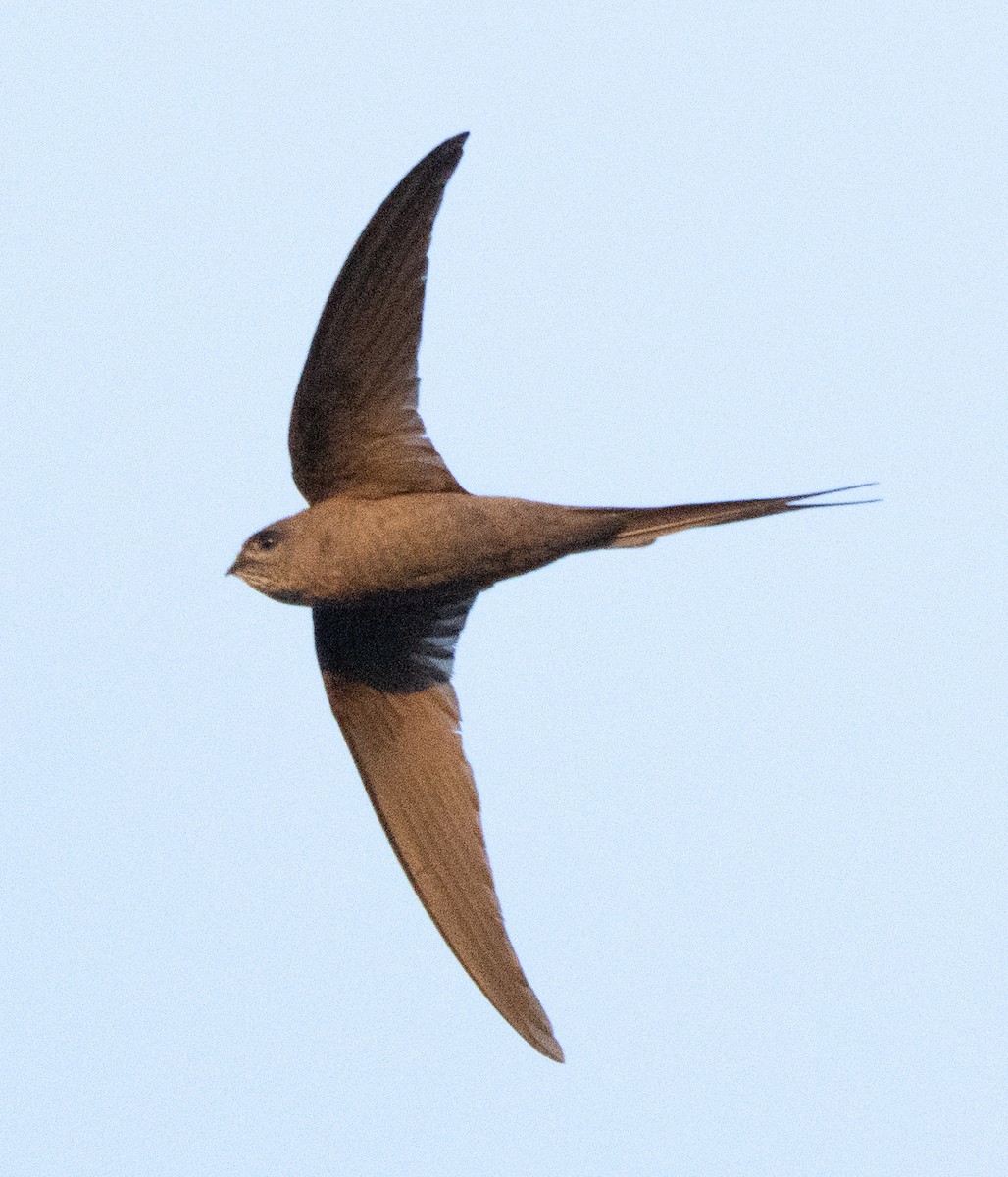 African Palm Swift - ML642592724
