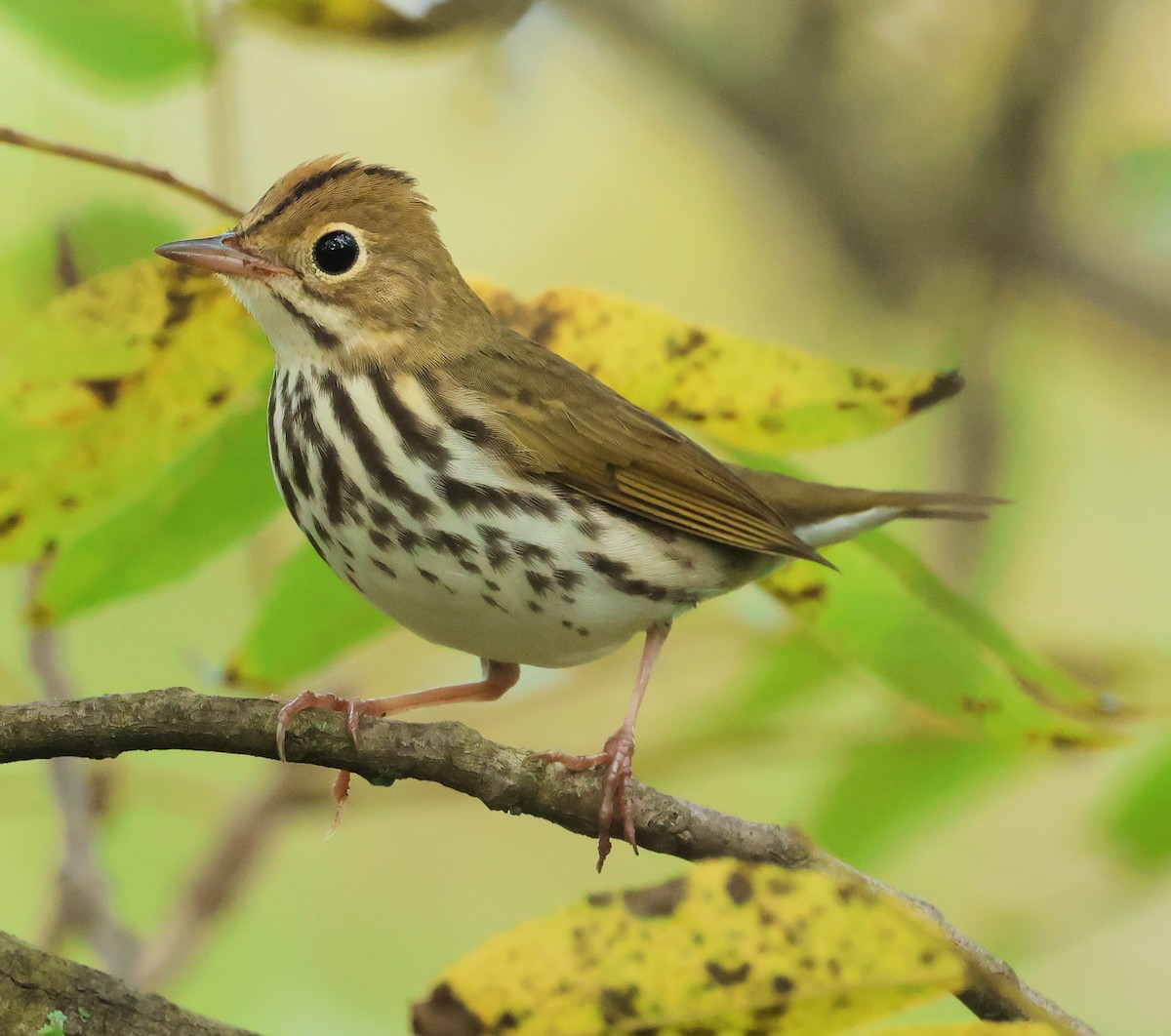 Ovenbird - ML642592725